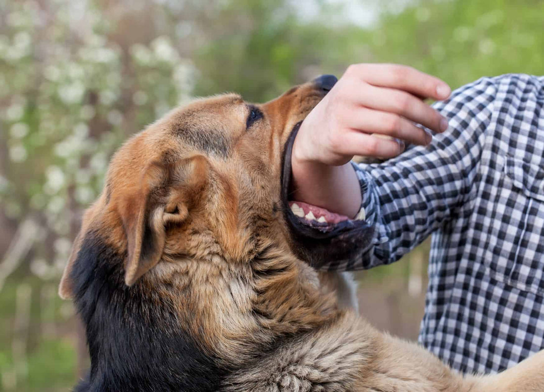Essential Guide to Treating Dog Bites: What You Need to Know